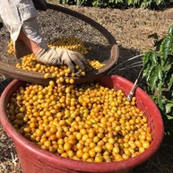 Café Especial 250g (87 pontos) Produzido em família - Café Birro/Em grãos - imagem 2