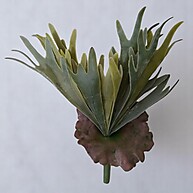 Suculenta Chifre de Veado: Decoração Moderna com Toque Natural - imagem 1