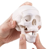 Minimodelo de Caveira Anatomica 3 Peças - Tamanho Pequeno para Ensino e Decoração Gótica - imagem 1