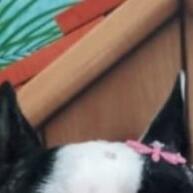 Laçarotes Pet Fêmea: Atacado para Banho e Tosa 🎀 - imagem 1