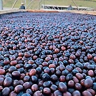 Café em Grãos Black Tucano Fruity 250g: Sabor Frutado Único - imagem 5