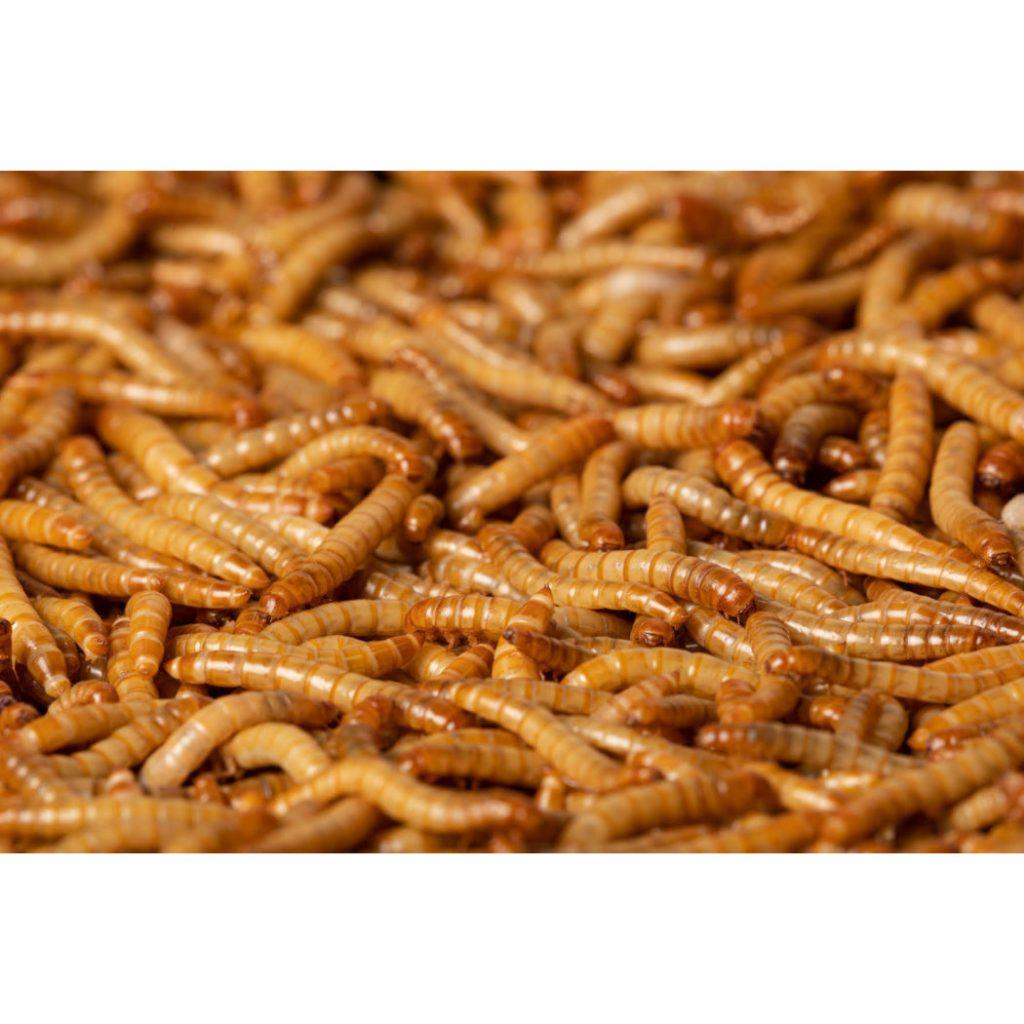 Larvas de Tenébrio Desidratadas: Alimento Completo para Seu Pet