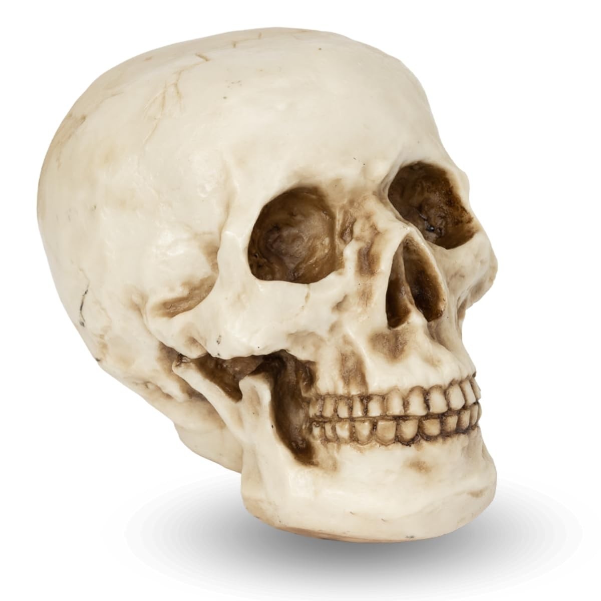 Caveira Crânio Tamanho Real em Resina - Decoração Anatomia Humana Realista para Halloween e Ambientes Temáticos