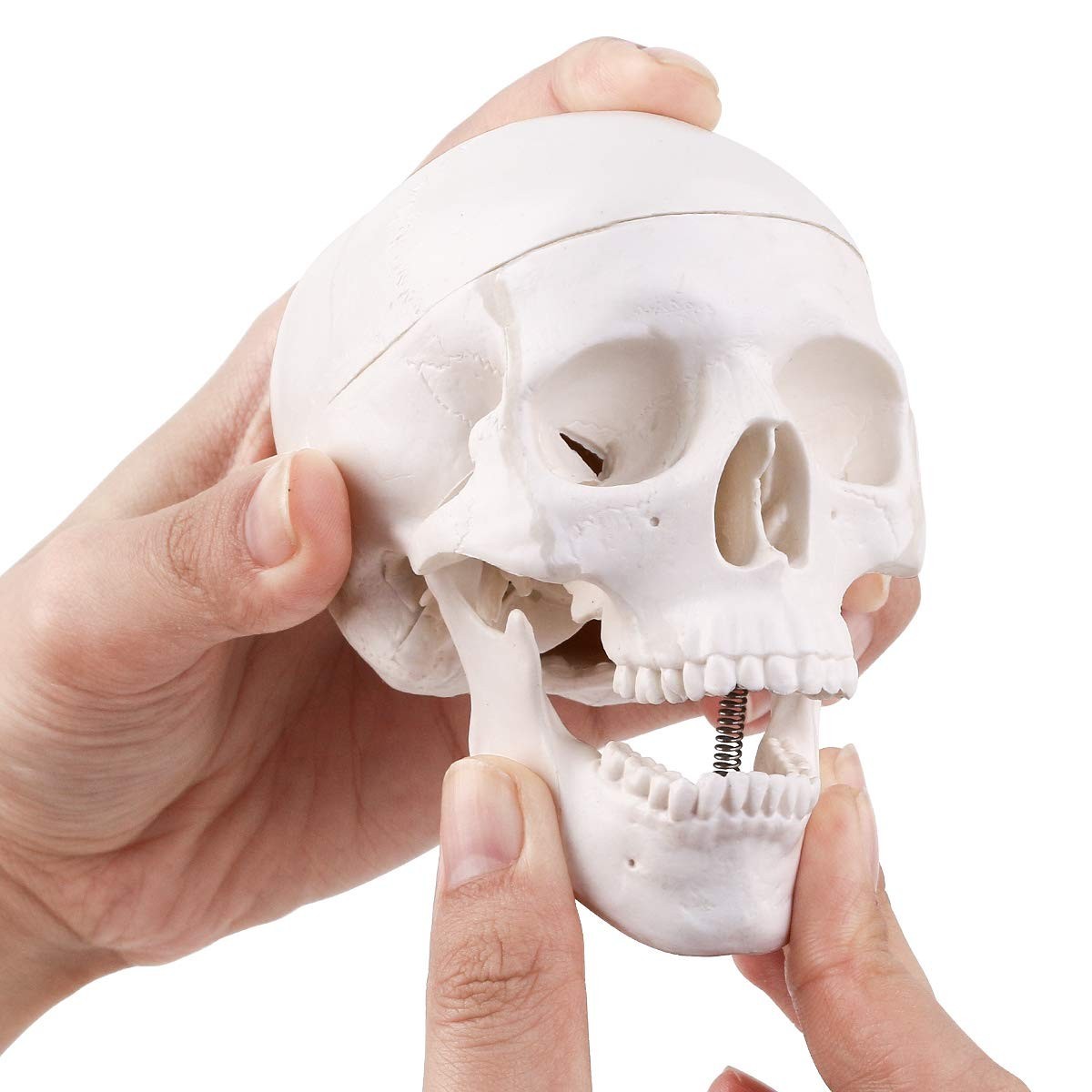 Minimodelo de Caveira Anatomica 3 Peças - Tamanho Pequeno para Ensino e Decoração Gótica