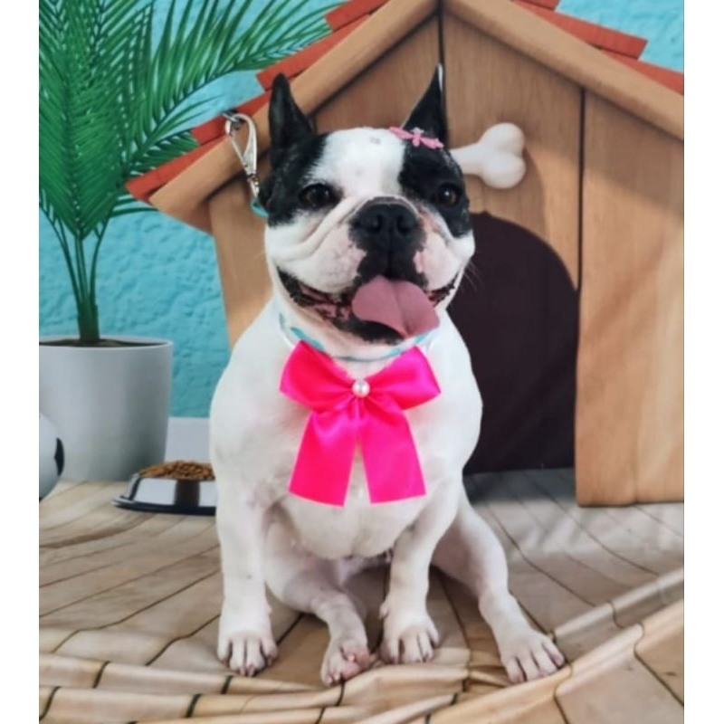 Laçarotes Pet Fêmea: Atacado para Banho e Tosa 🎀