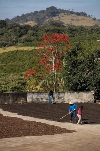 Café Dupan Torrado e Moído - 250g (Variação de Quantidade de Pacotes Disponível) - Grãos Selecionados, Aromático e Fresco